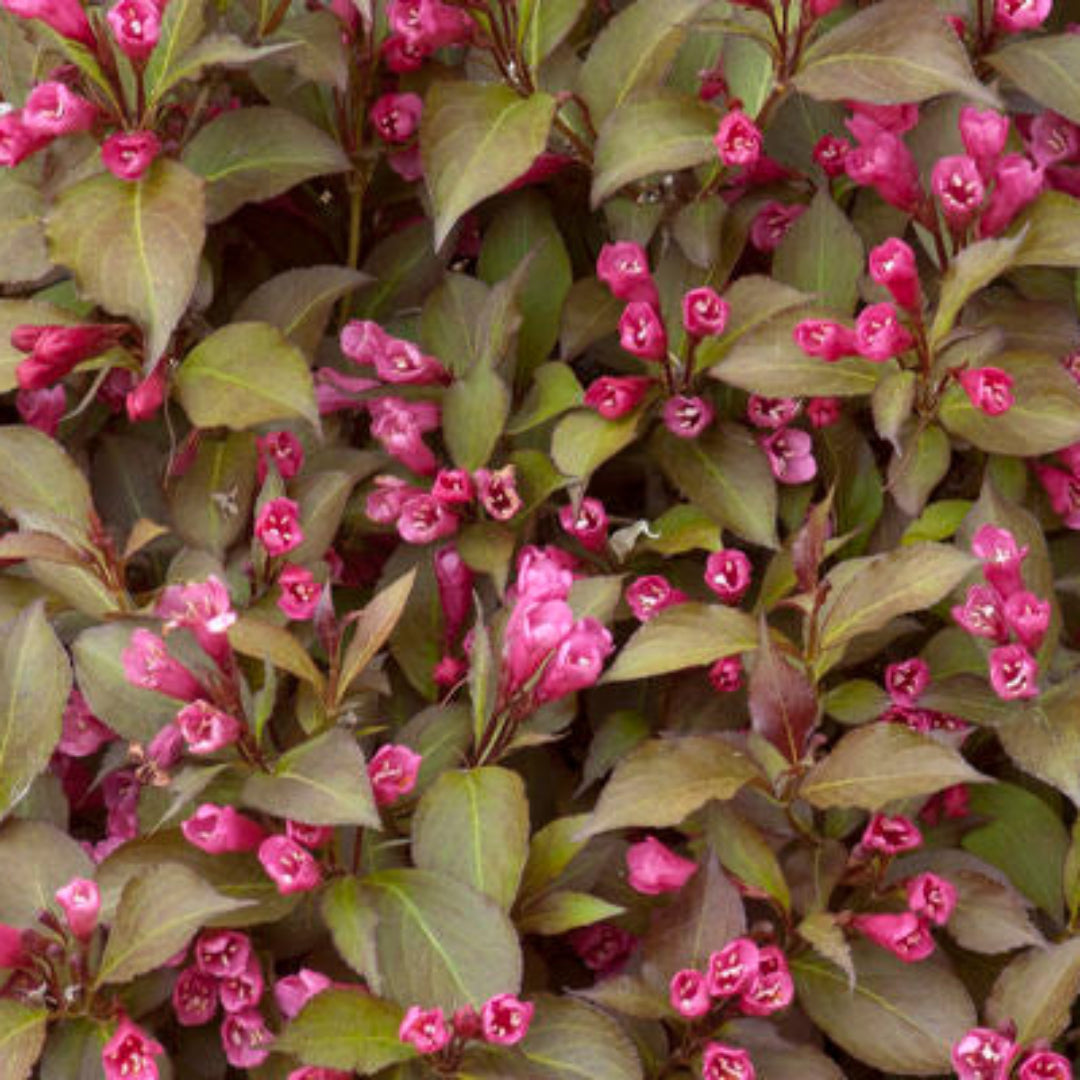 Shining Sensation Weigela