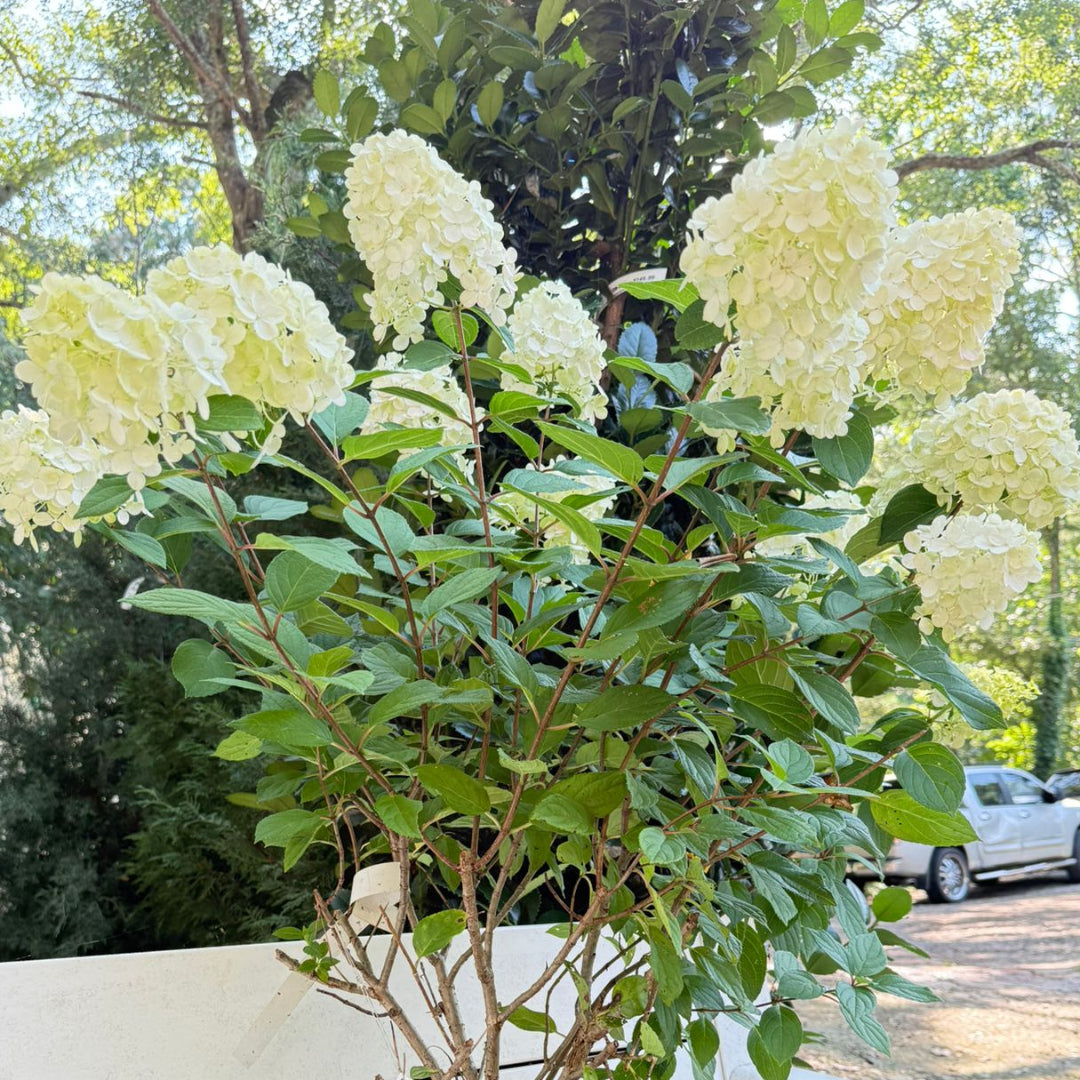 Little Lime Punch Hydrangea