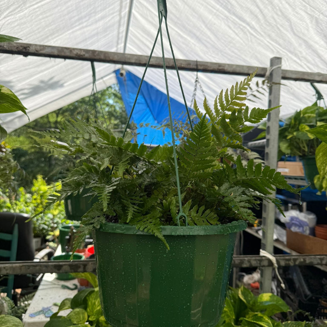 Autumn Fern Hanging Basket (Live Indoor/Outdoor Plant)
