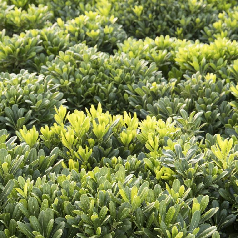 Wheeler's Dwarf Japanese Pittosporum for Sale | Pixies Gardens