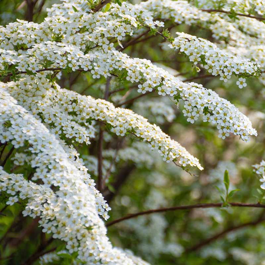 Sparkler White Flower Shrubs
