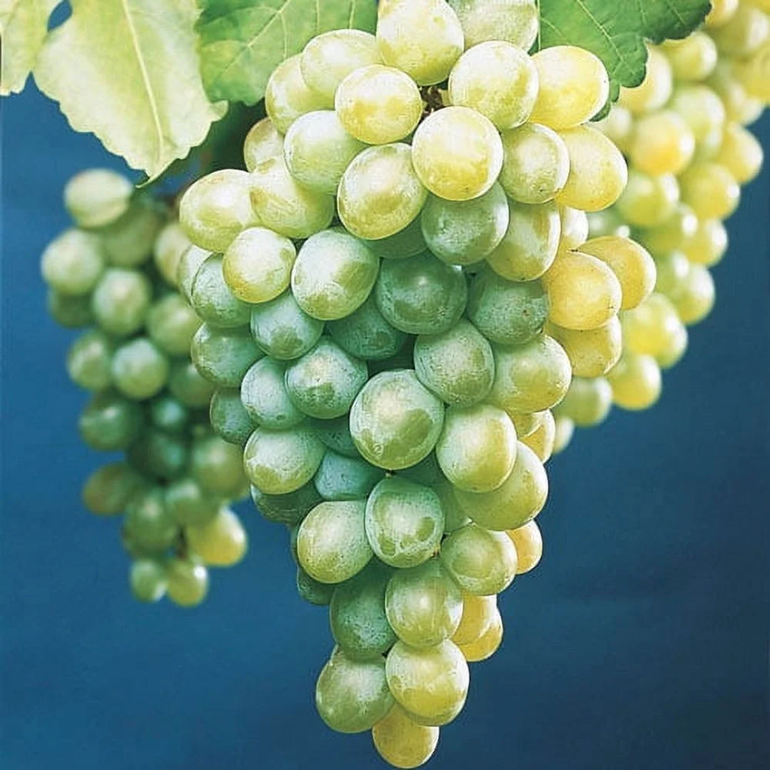 Himrod Seedless Grapes