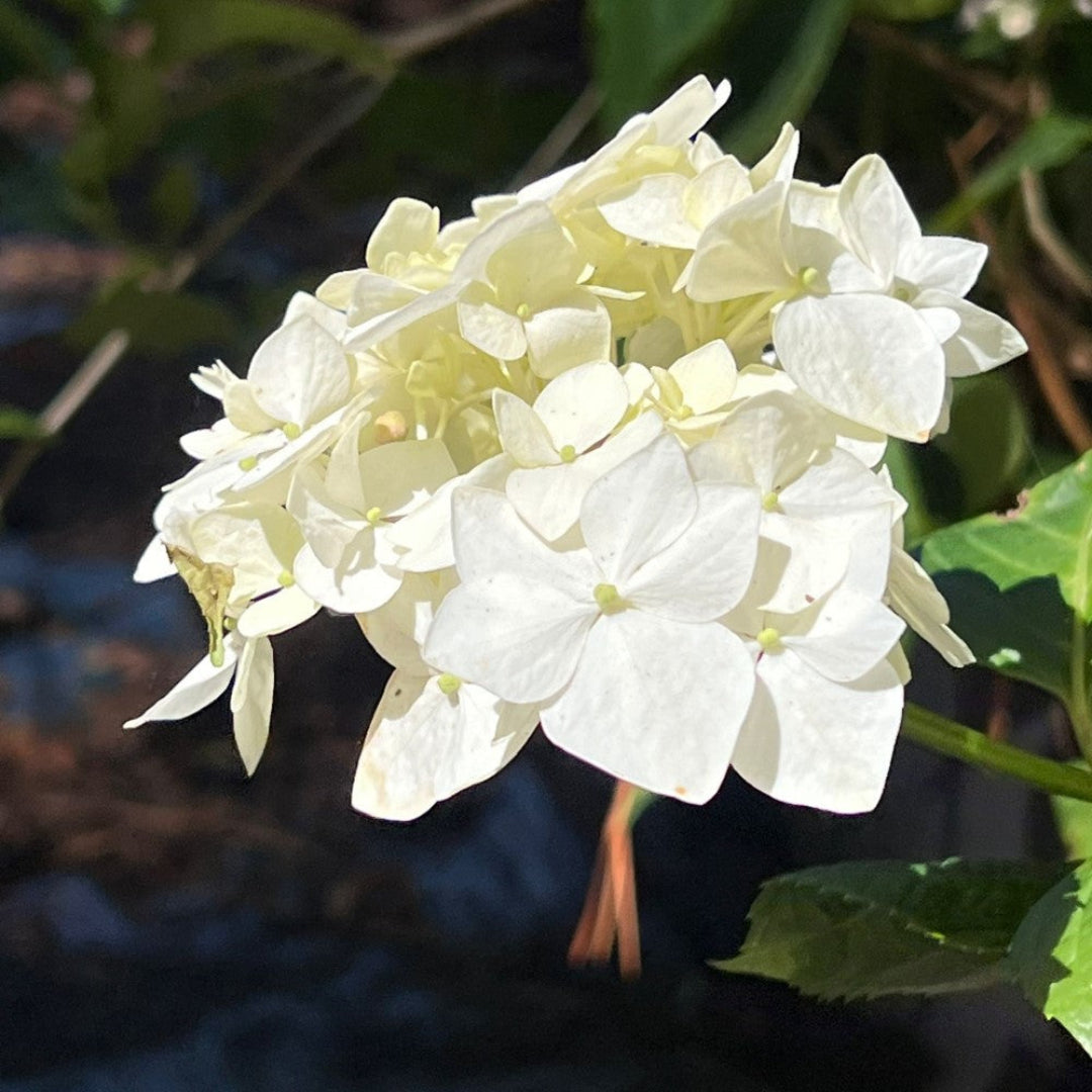 White Hydrangea