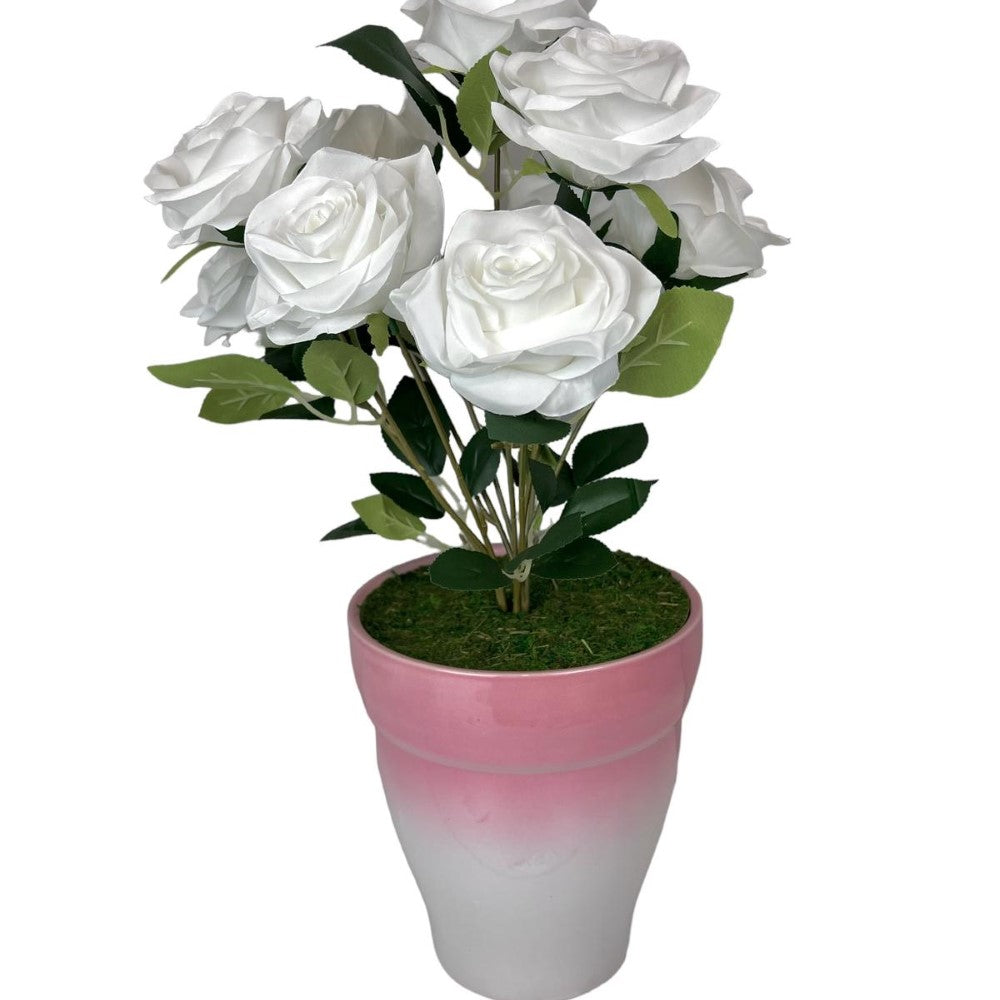 Gorgeous Roses in Ceramic Pot