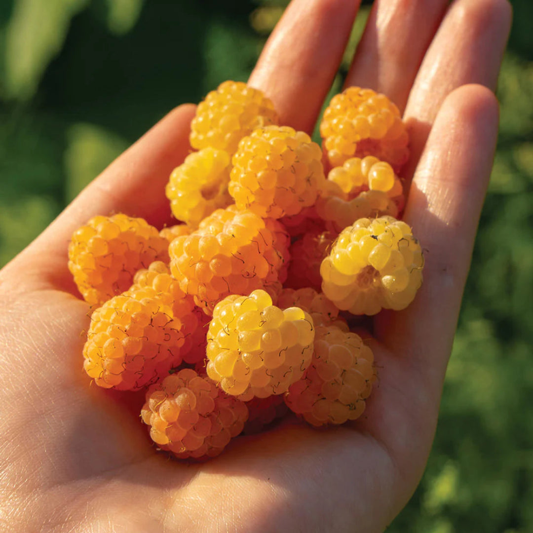 Double Gold Raspberry Plant