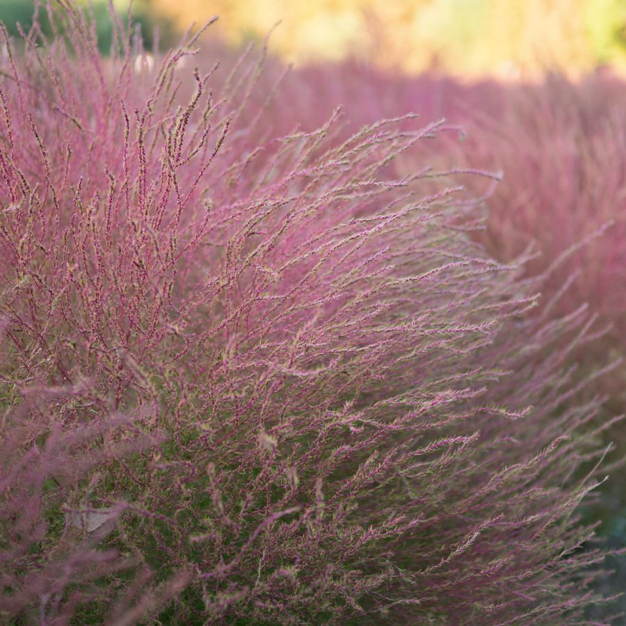 Purple Muhly Grass