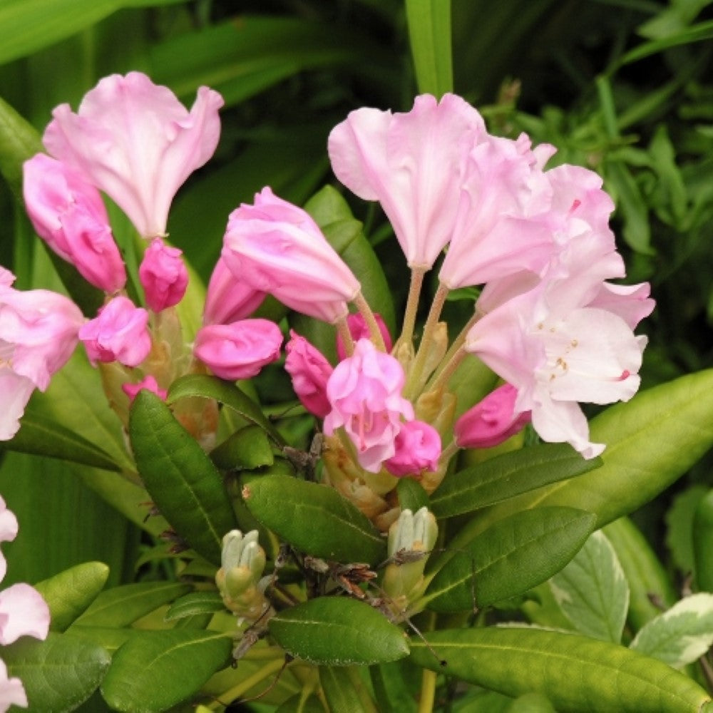 Yaku Princess Rhododendron