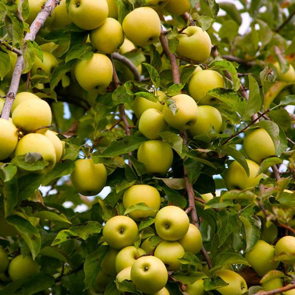 Yellow Delicious Apple Tree