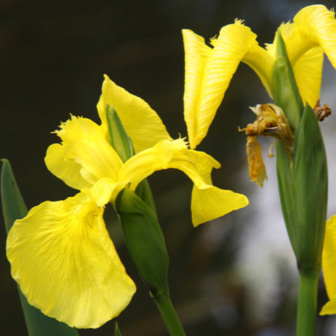 Yellow iris