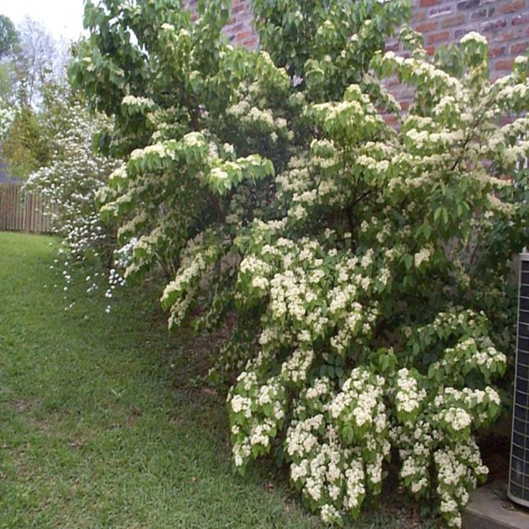 Viburnum luzonicum Shrub