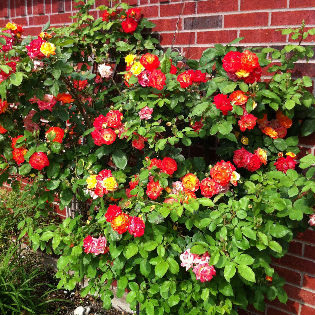 Pinata Climbing Rose
