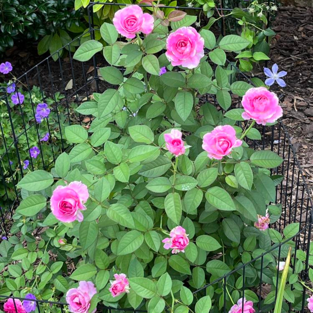 Raspberry Cupcake Rose
