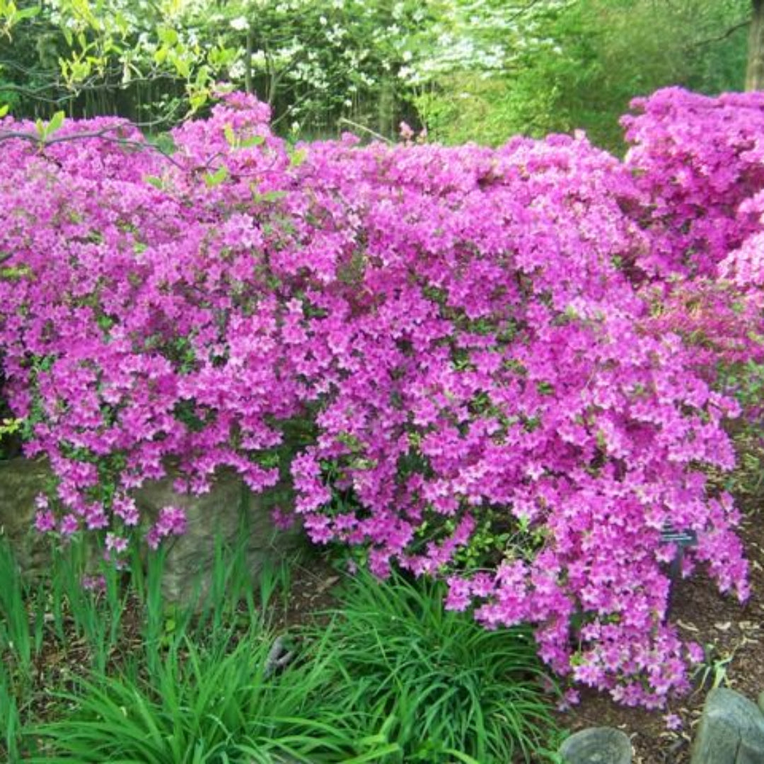 Hybrid Mildred Mae Azalea