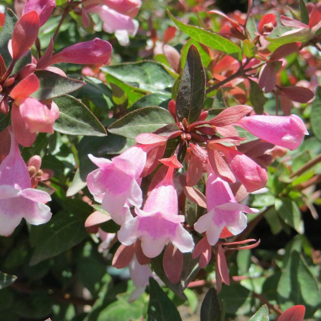 Abelia &