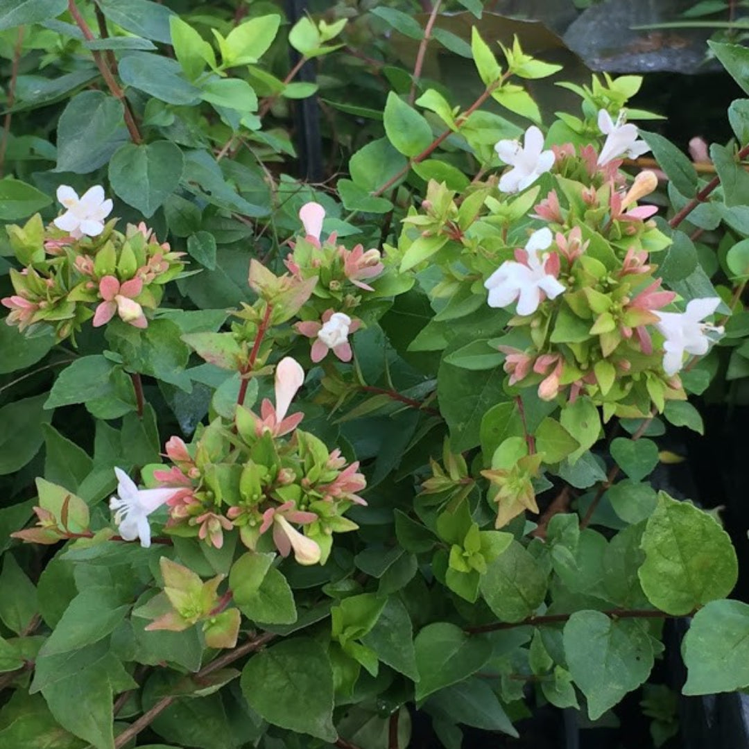 Little Richard Abelia