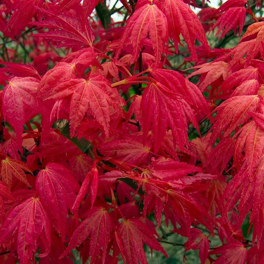 Beni Maiko Japanese Maple
