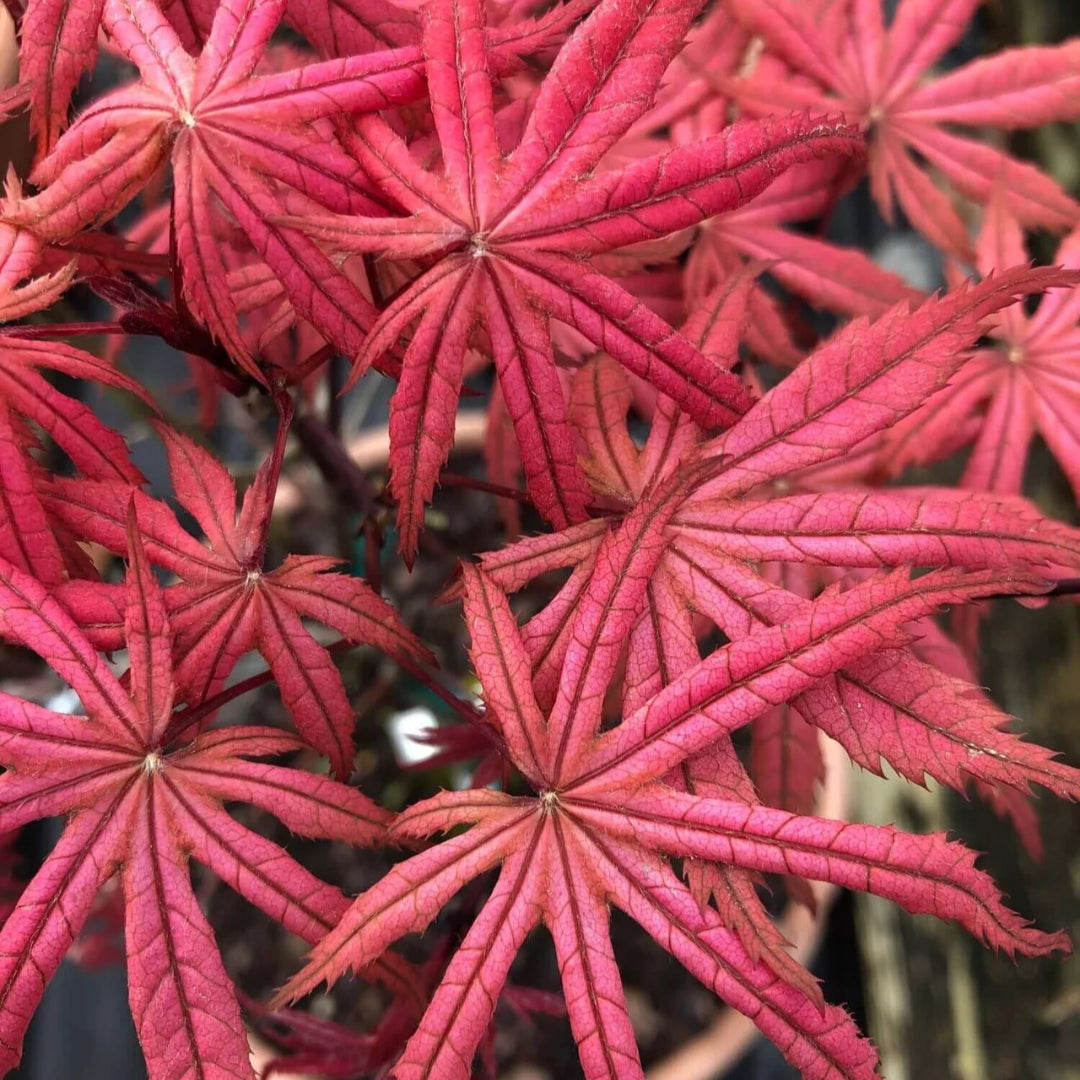 Uncle Ghost Japanese Maple