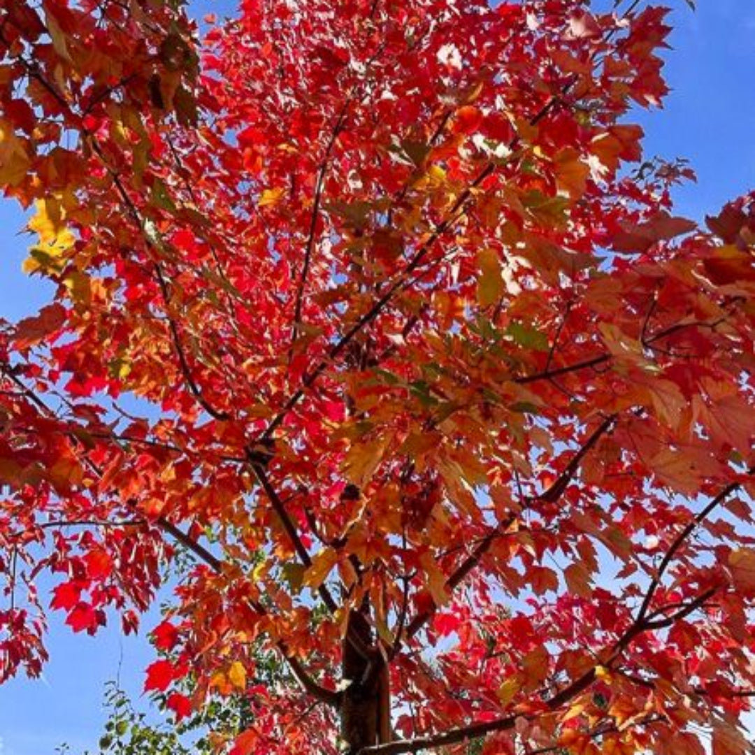 Acer rubrum &