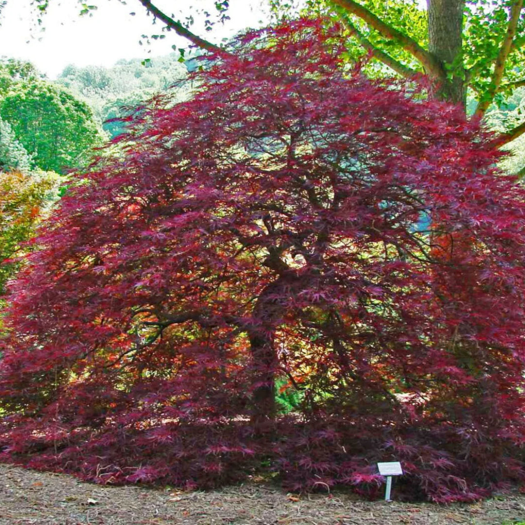 Dragon Tears Japanese Maple