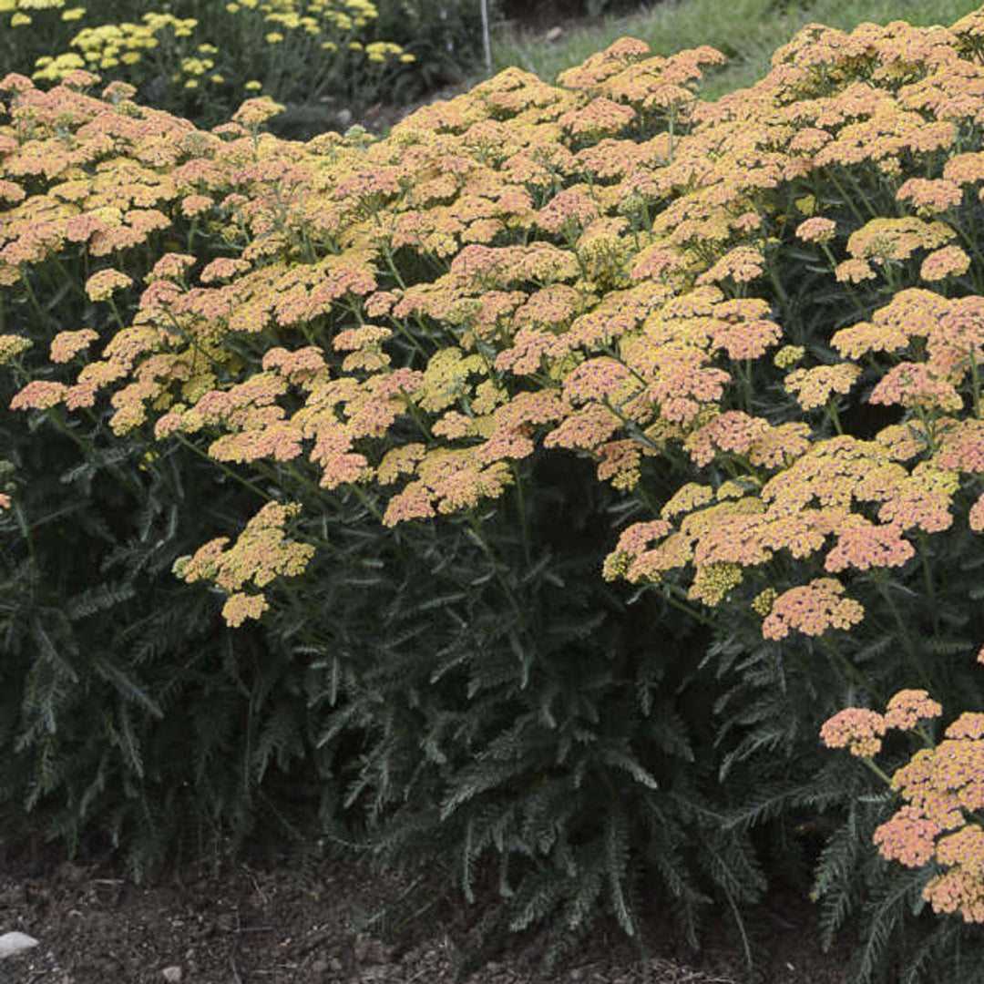 Achillea Firefly Collection &