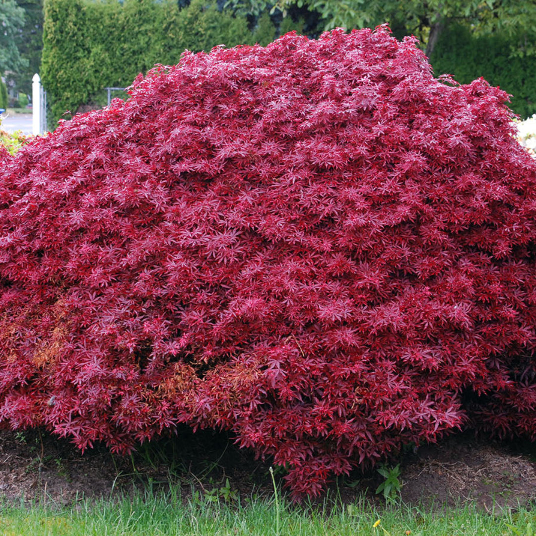 Shaina Japanese Maple