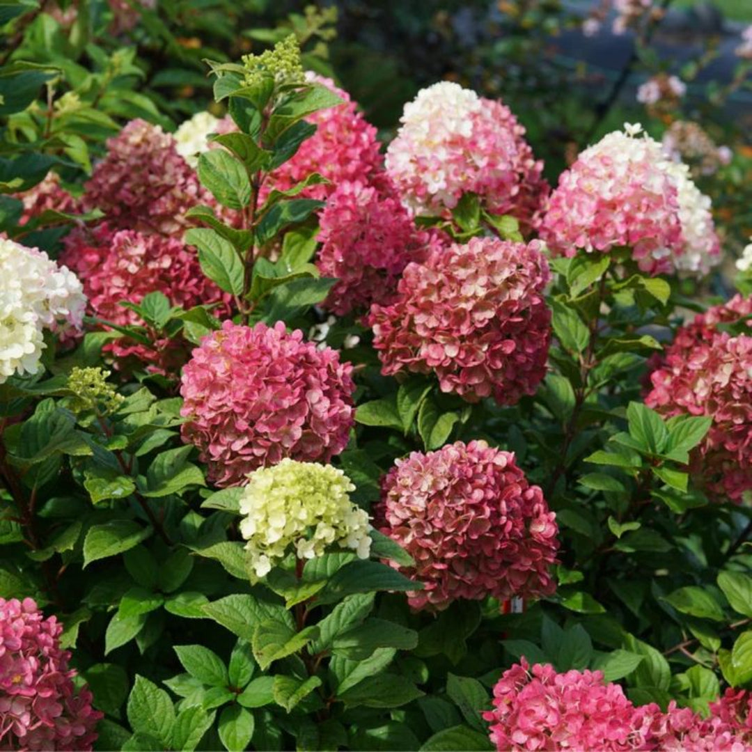Ada Lynn Hydrangea