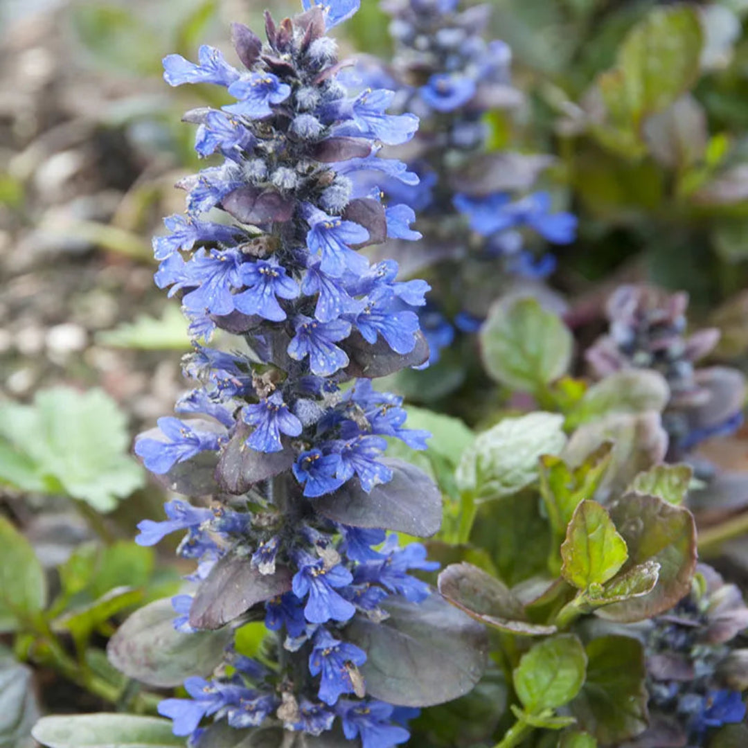 Ajuga Reptans &