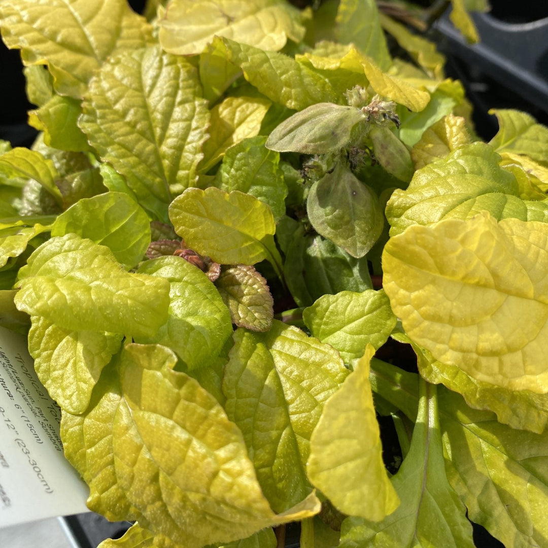 Ajuga Feathered Friends &