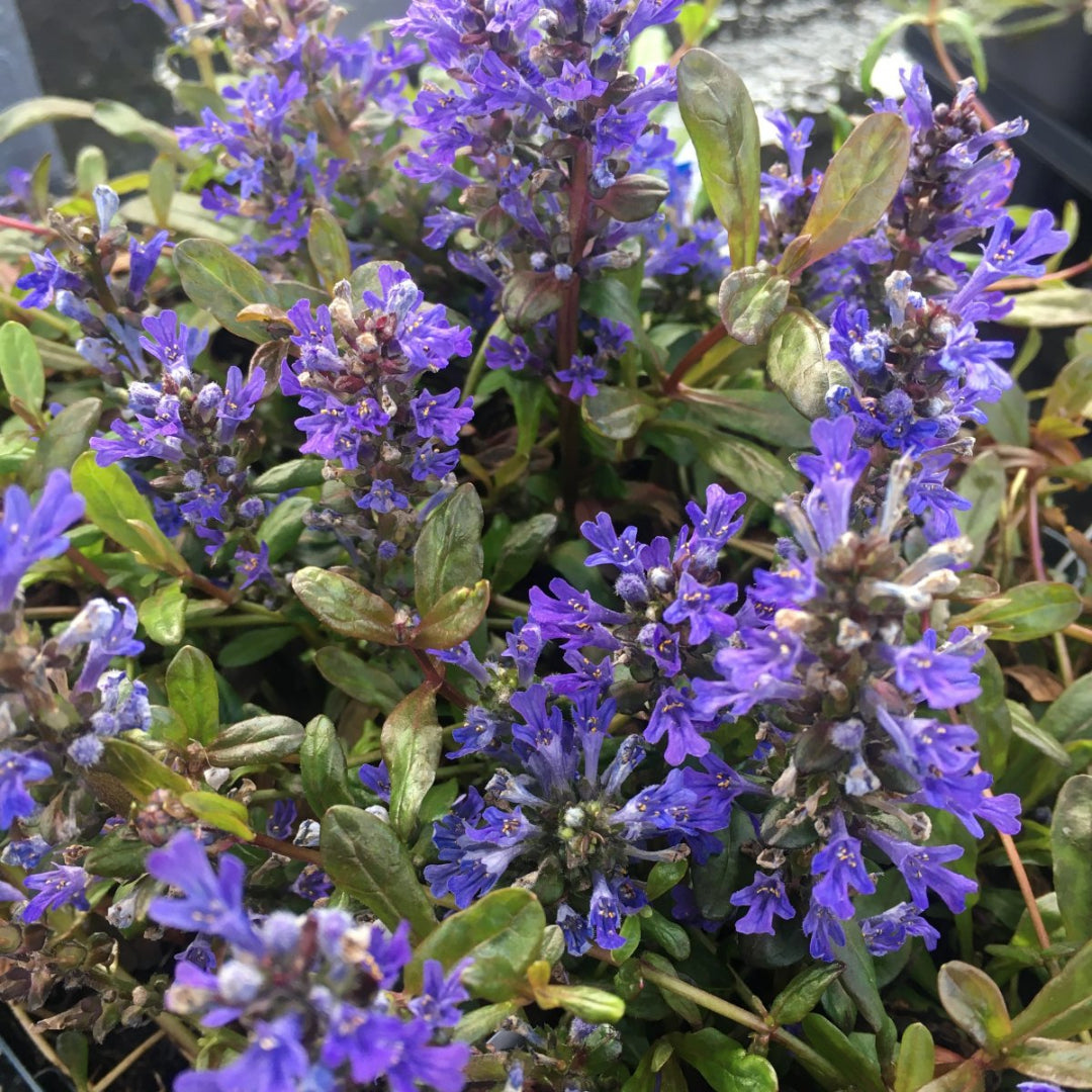 Ajuga reptans dense mat-forming plant