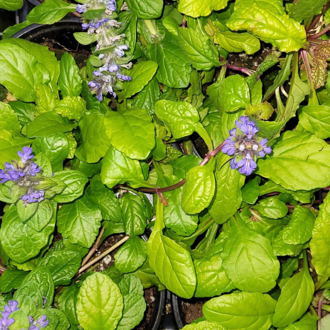 Ajuga Feathered Friends &