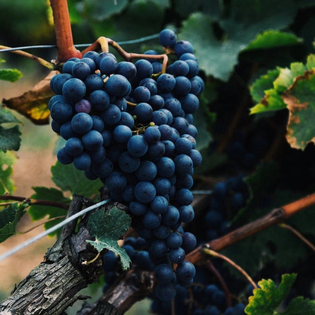 Deep red Cabernet Sauvignon grapes ready for harvest