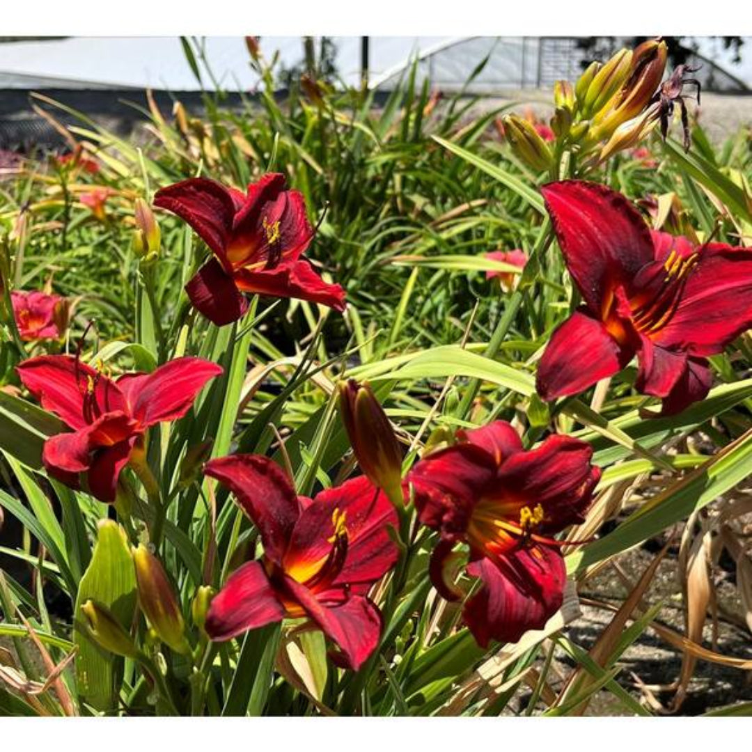 Daylily Cranberry Babies
