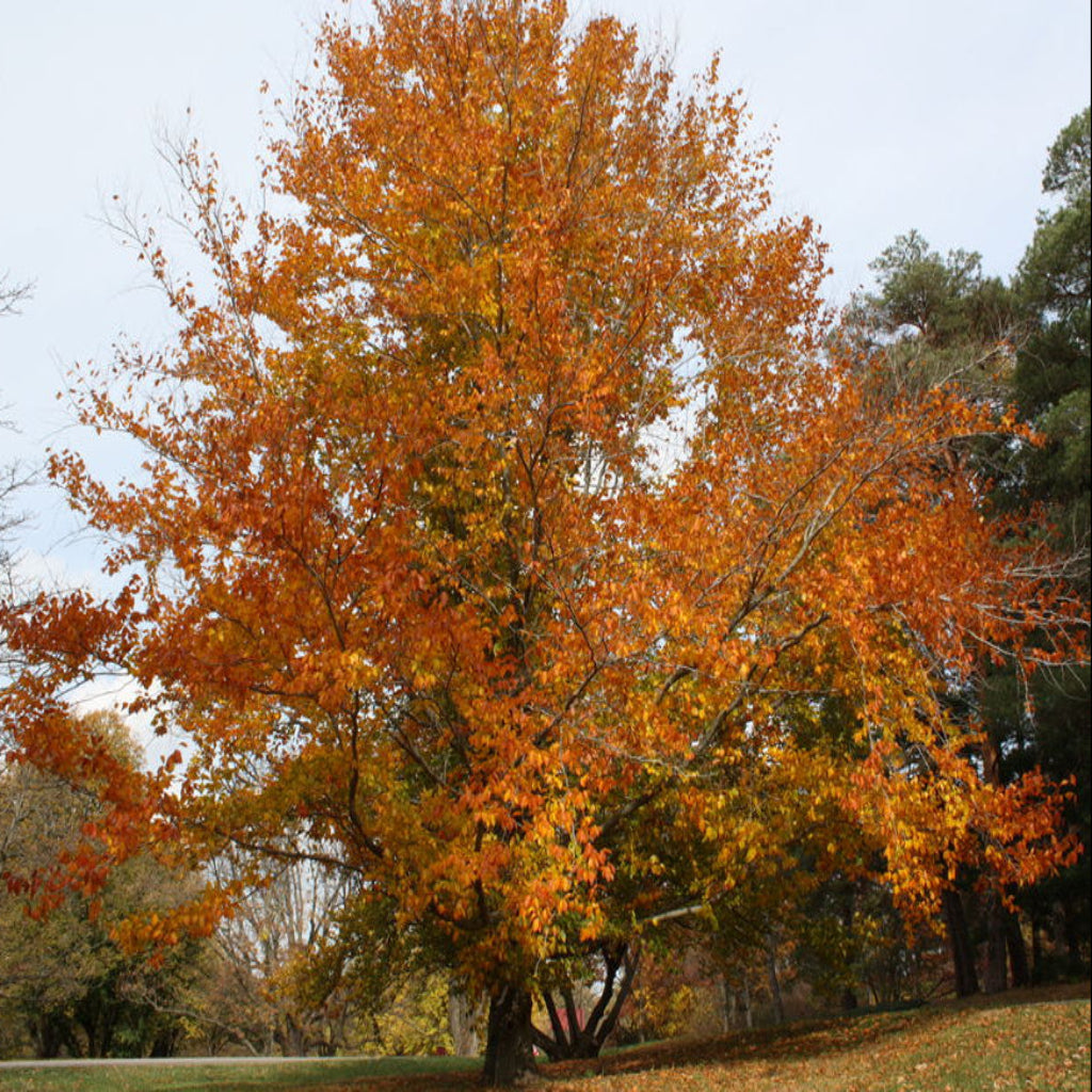 American Beech Tree ( Spring Pre-Order )