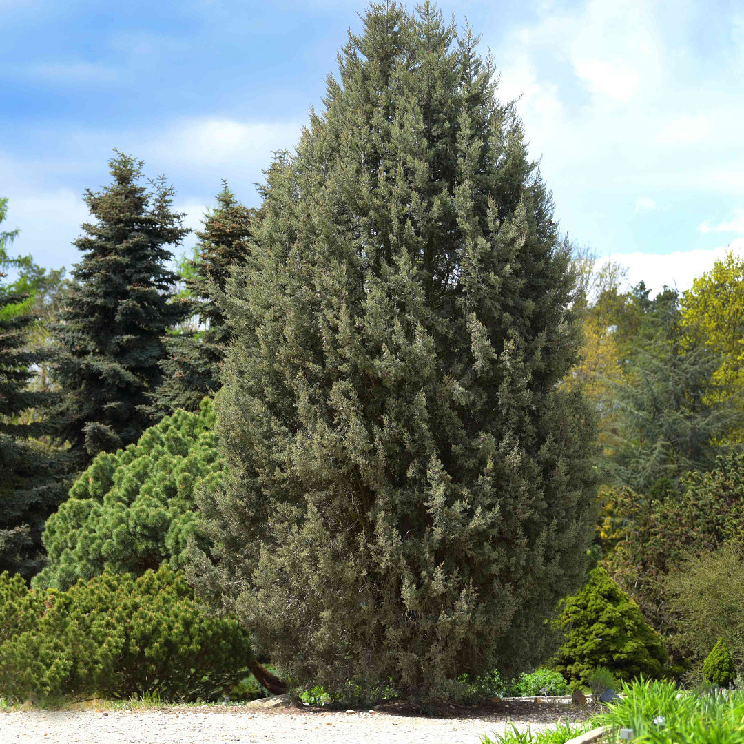 Silver Smoke Arizona Cypress Tree - (Christmas Tree)