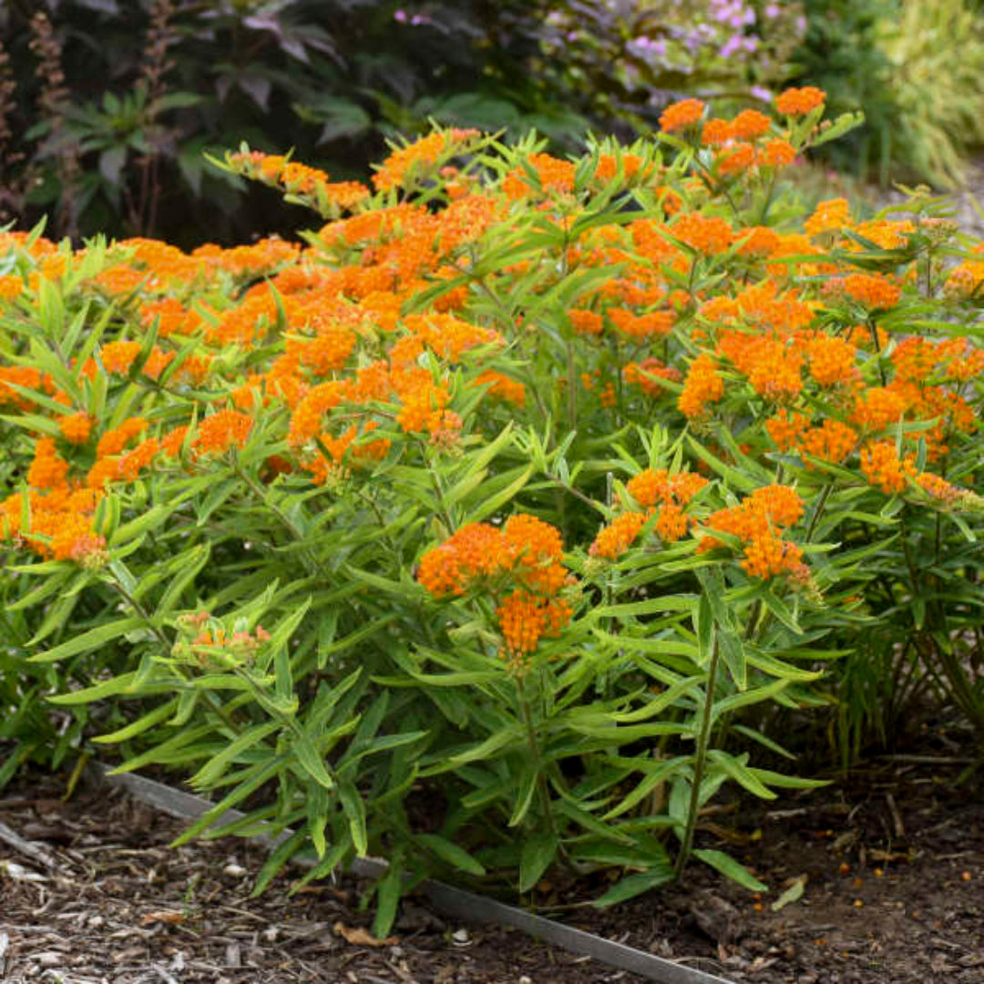 Butterfly Milkweed