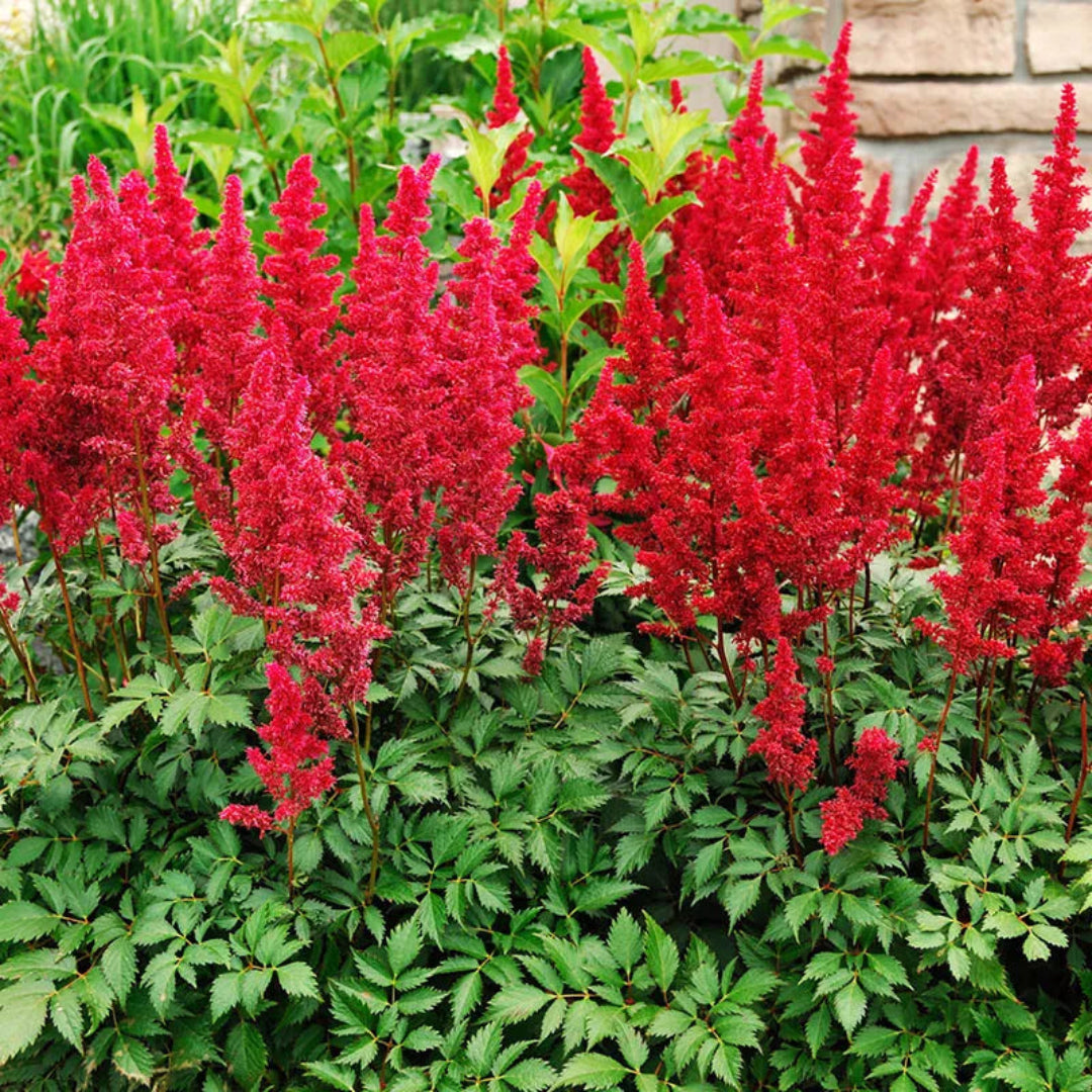 Montgomery Astilbe