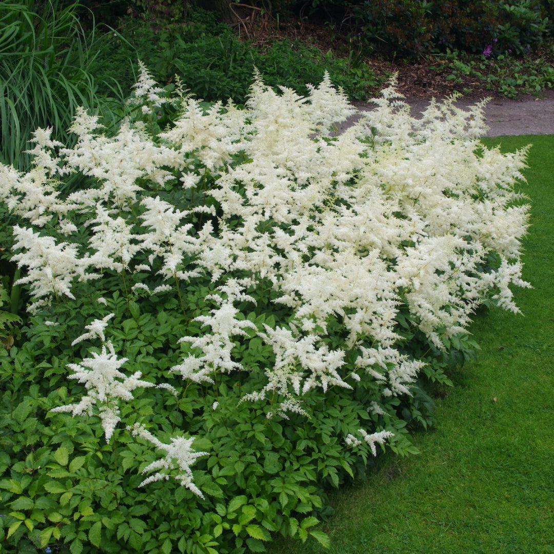 Astilbe X Arendsii Gladstone, False Spirea