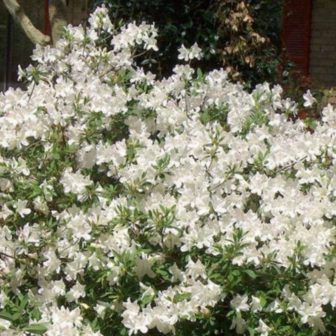 Autumn Ivory Encore Azalea