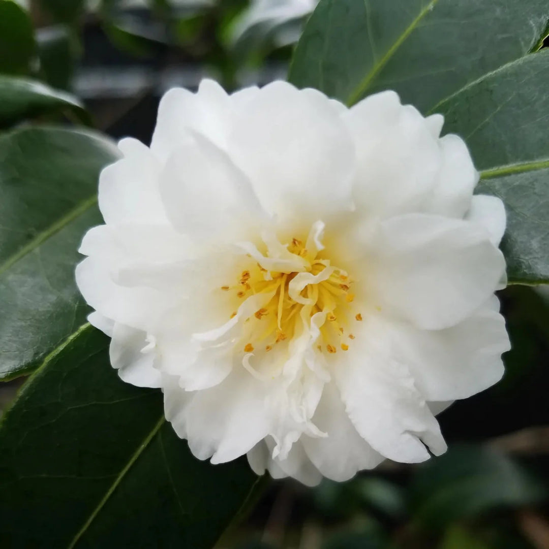 Camellia Autumn Rocket Plant-Stunning White Blooms