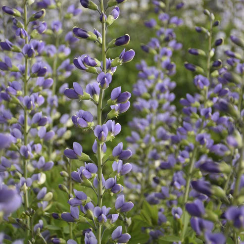 Baptisia Decadence &