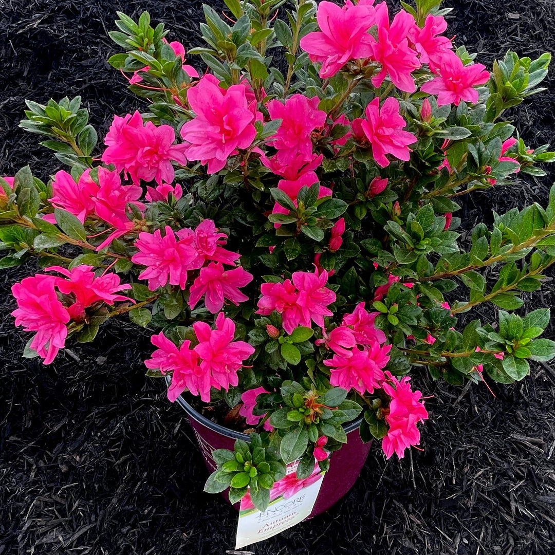 Autumn Empress Encore Azalea