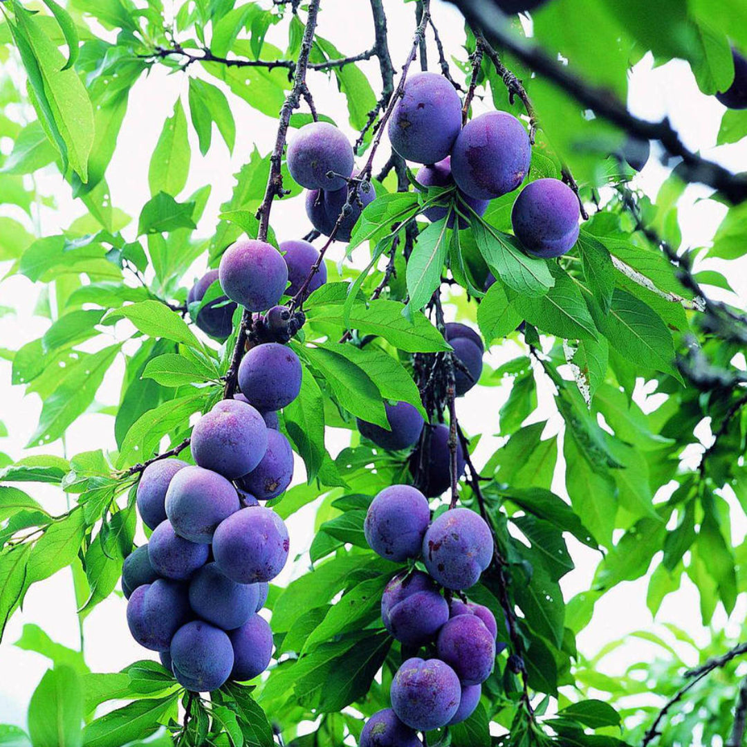 Early Blue Plum