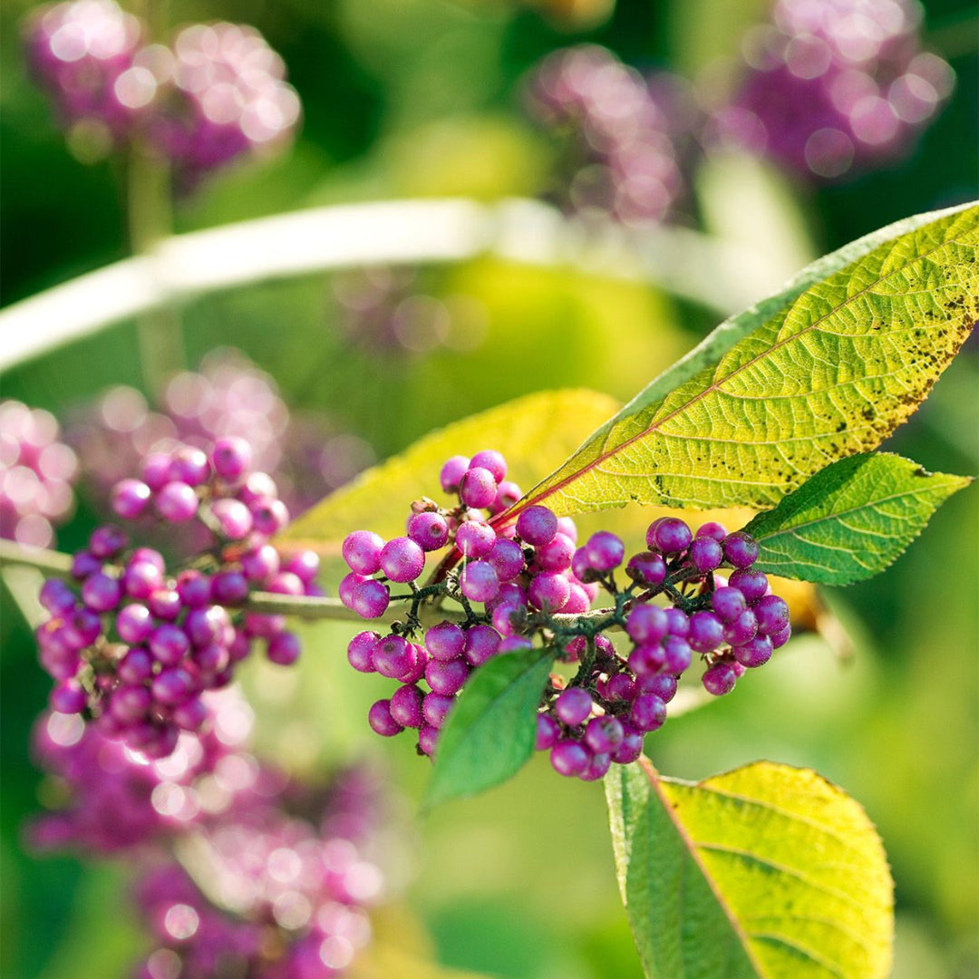 Issai Japanese Beautyberry