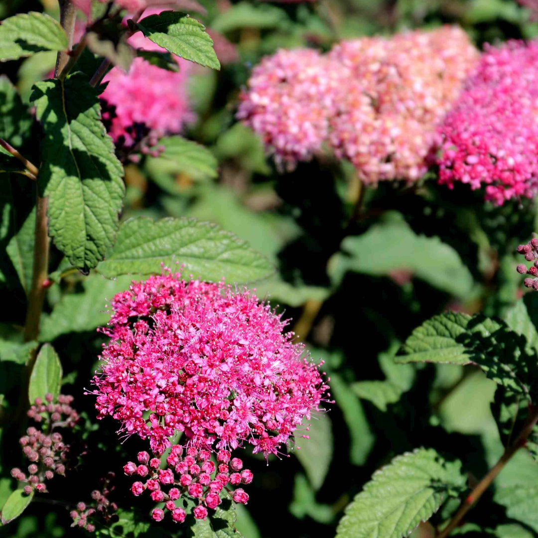 Superstar Spirea