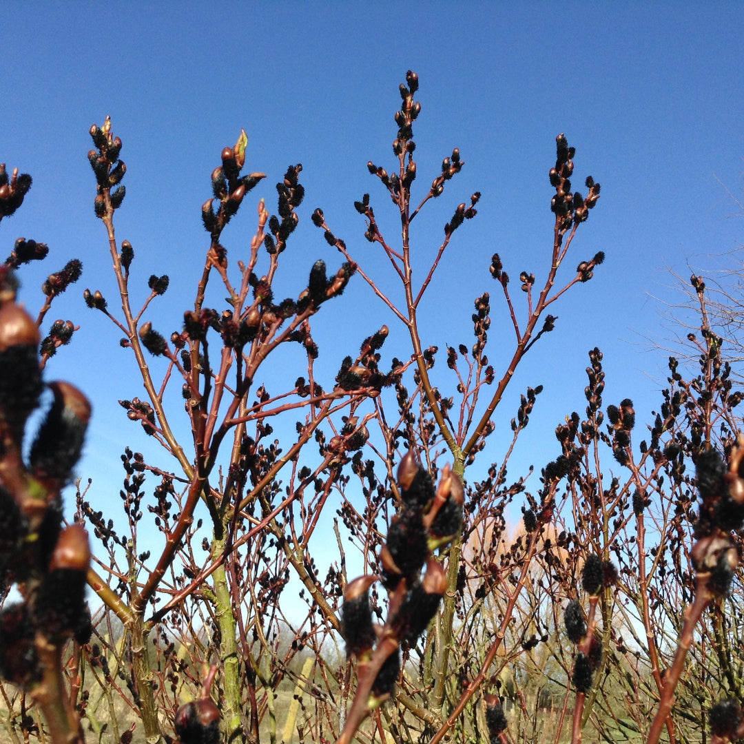 Black Pussy Willow