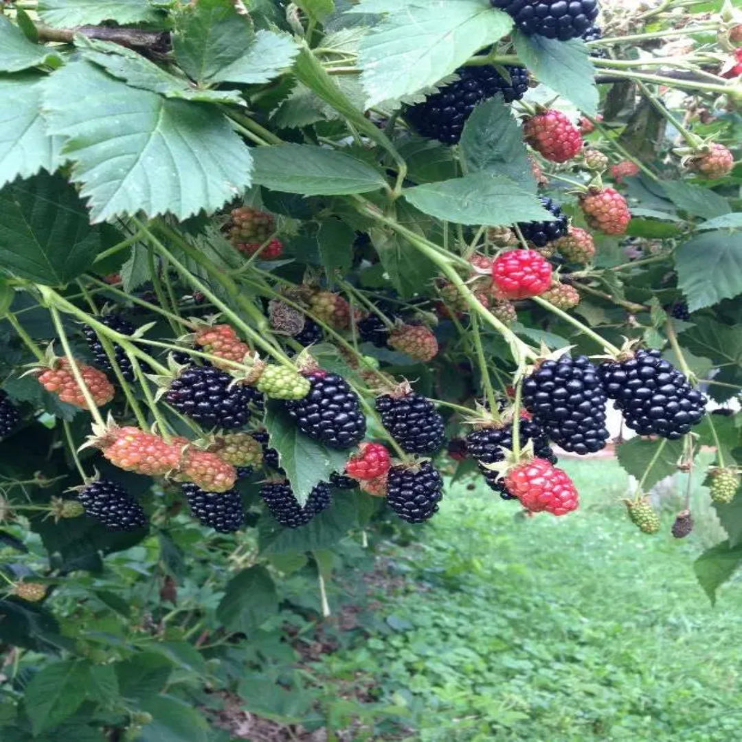Blackberry Shawnee, Heavy Producer Throughout The Season