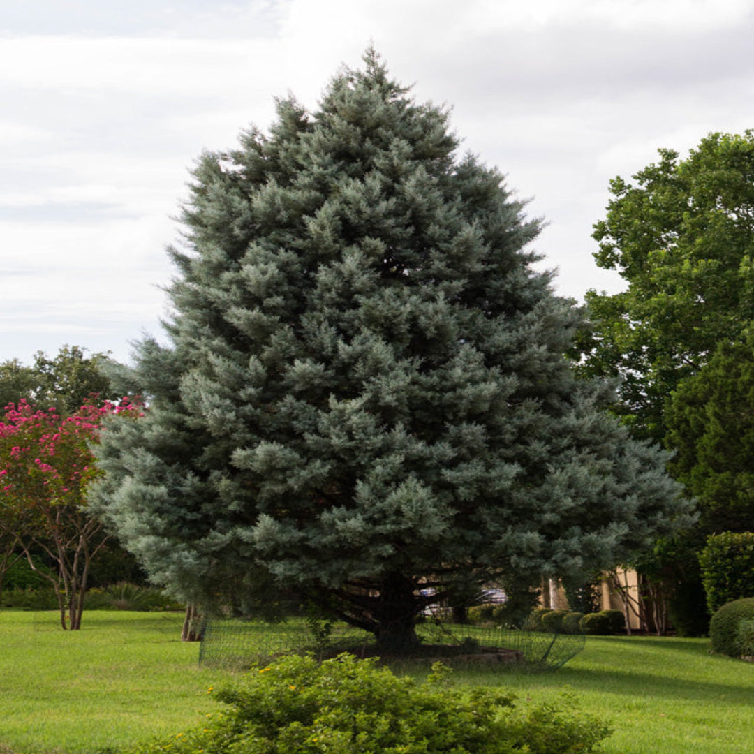 Blue Ice Arizona Cypress Tree - (Christmas Tree)