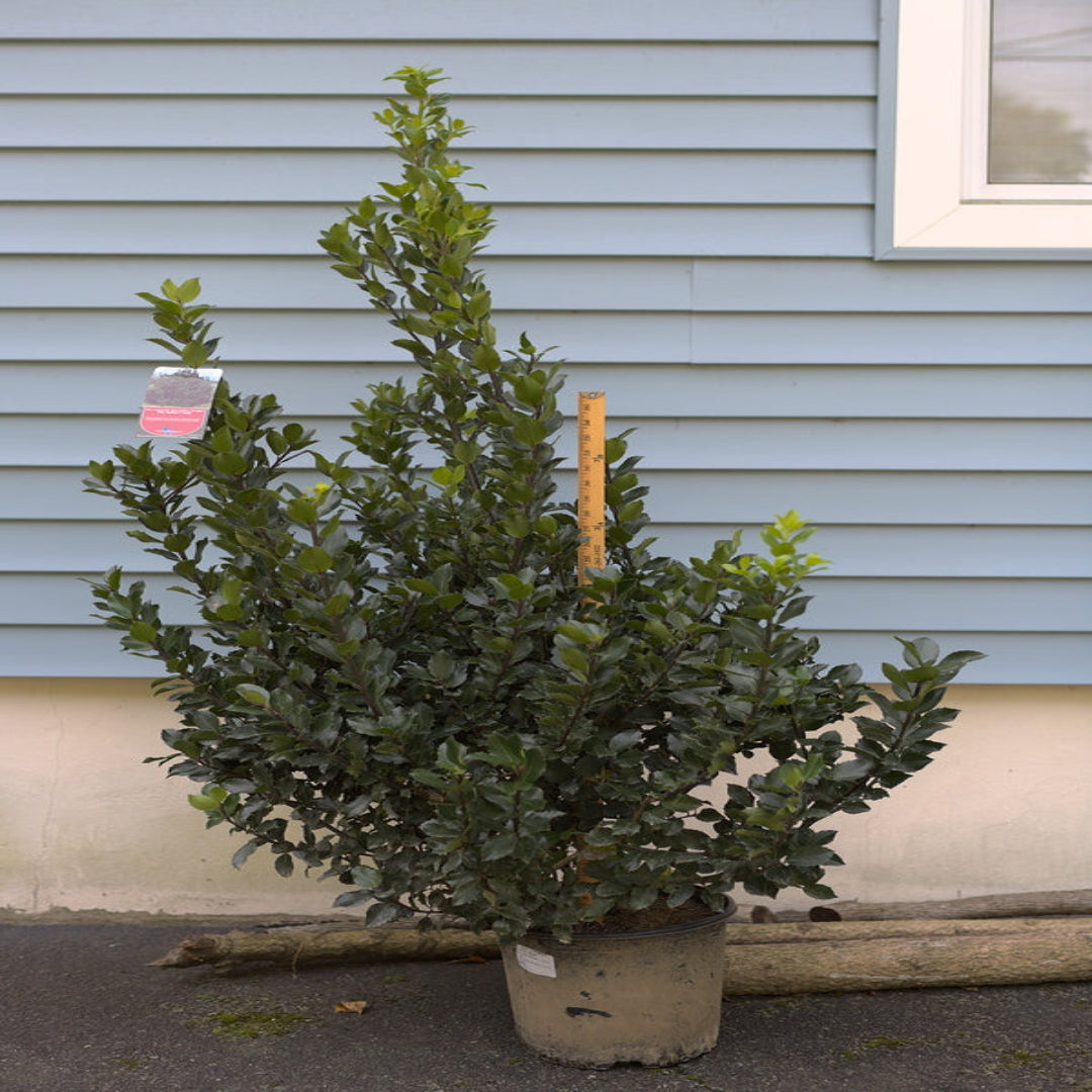 Blue Stallion Holly Multifunctional Evergreen