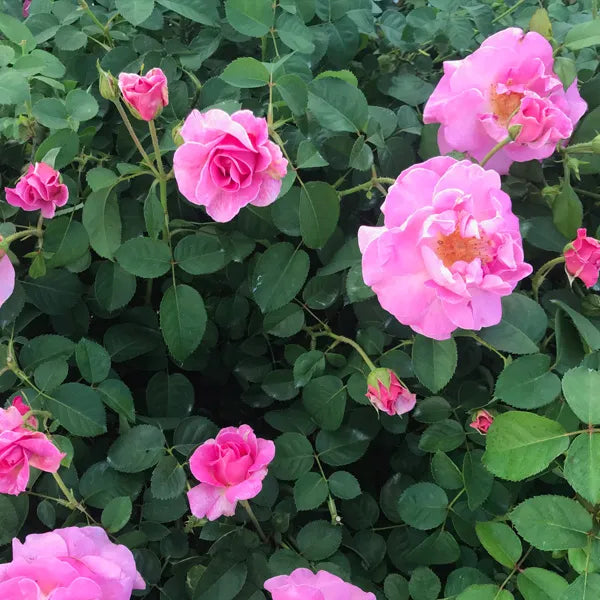 Brindabella First Lady Rose