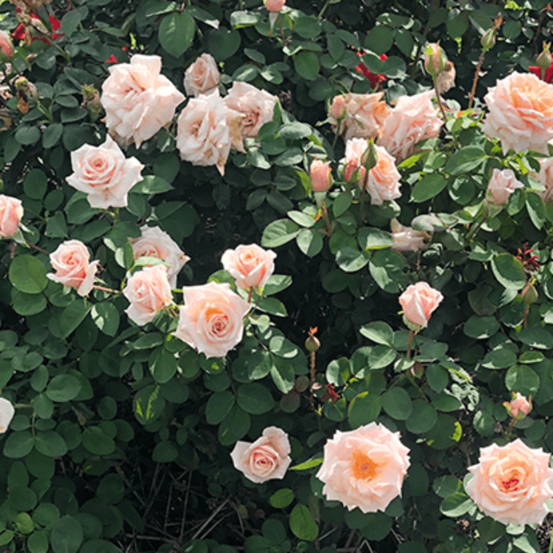 Brindabella Dawn Rose